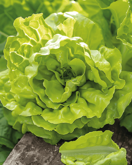 Smørhovedsalatfrø Lactuca sativa enårig Grosse Blonde Paresseuse