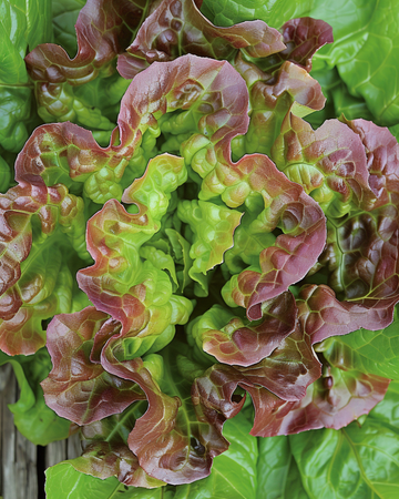 Nasiona sałaty Merveille Des Quatre Saisons (Lactuca sativa) – jednoroczne warzywo