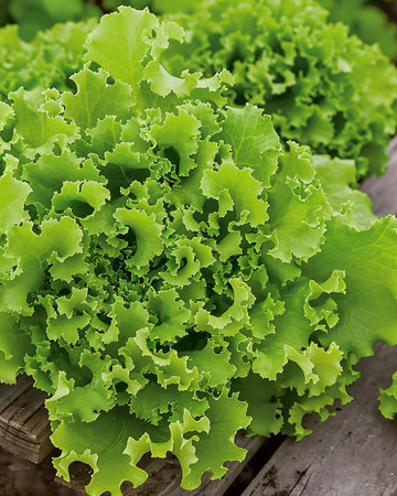 Lollo Bionda -salaatin siemenet (Lactuca sativa) – yksivuotinen vihannes