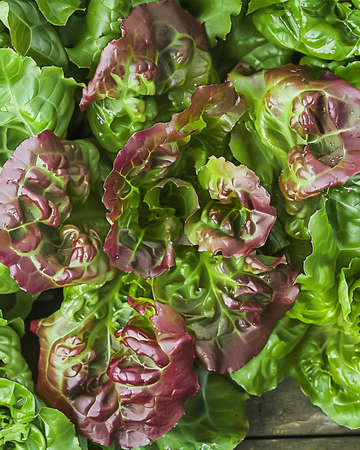Blattsalat Amerikaanse Roodrand Samen (Lactuca sativa) – einjähriges Gemüse