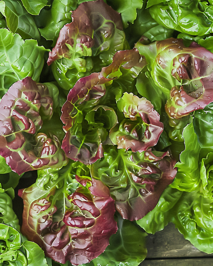 Semillas de lechuga de hoja Amerikaanse Roodrand (Lactuca sativa) – hortaliza anual