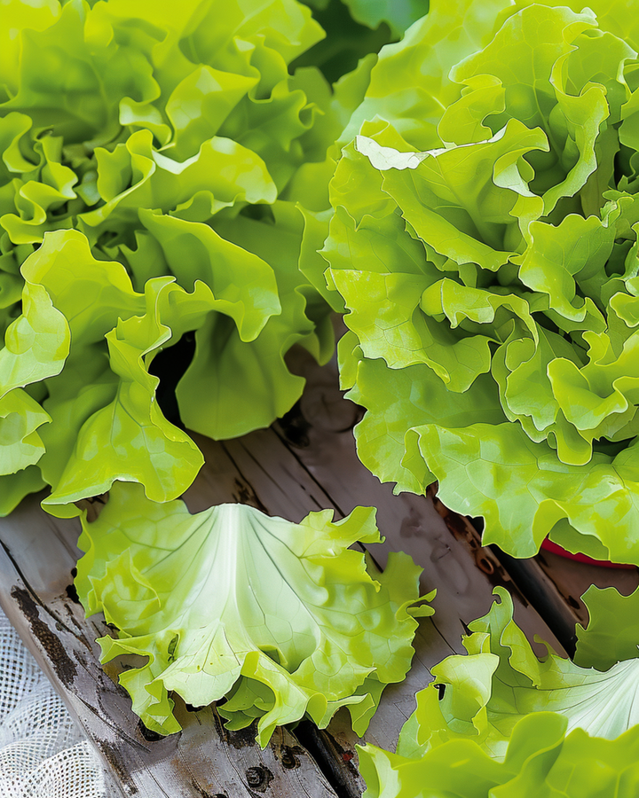 Semillas de lechuga de hoja Australische Gele (Lactuca sativa) – hortaliza anual