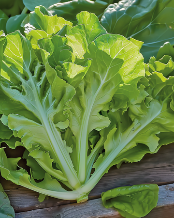 Bladlækkesalat Witte Dunsel frø (Lactuca sativa) – etårig grøntsag