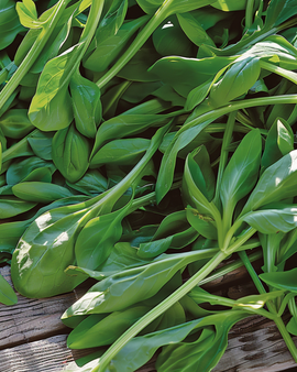 Feldsalat frø Grote Noordhollandse Valerianella locusta etårig