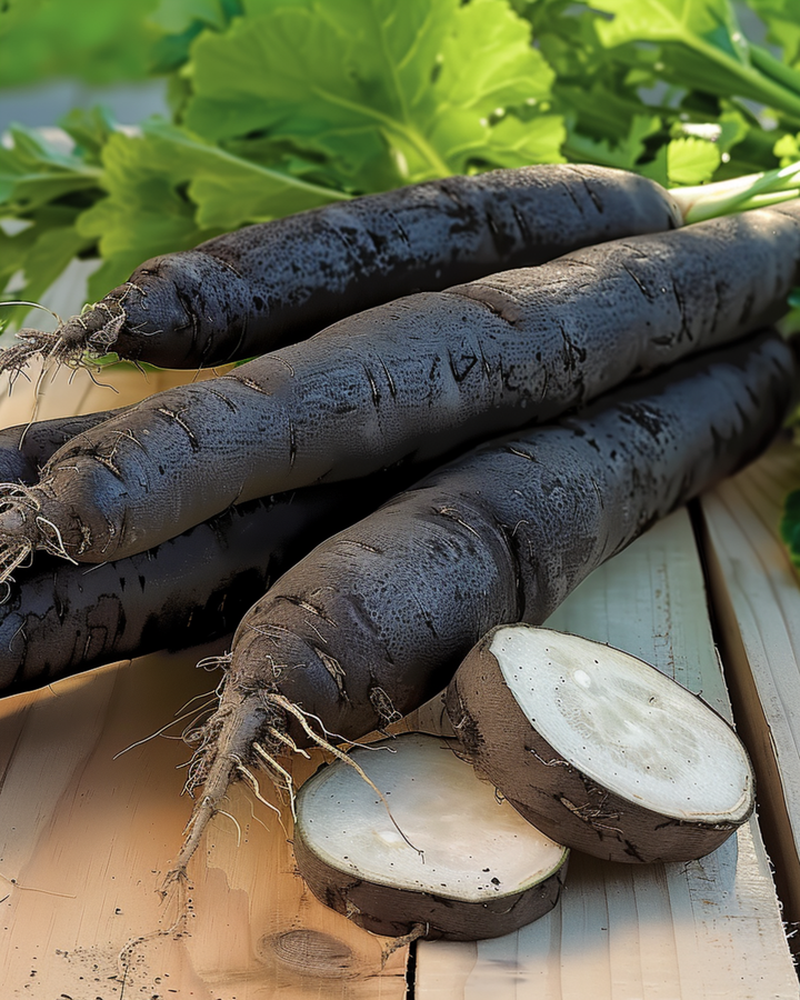 Żerriegħa Duplex (Scorzonera hispanica) – ħaxixa annwali