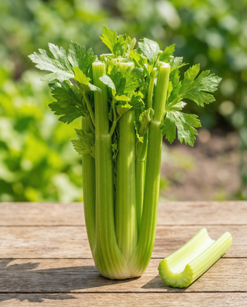 Selleri Pascal (Apium graveolens) – etårige grøntsagsfrø fra SeedsChoice