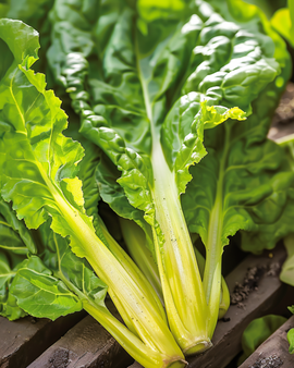 Swiss Chard frø Lucullus Beta Vulgaris etårig variant