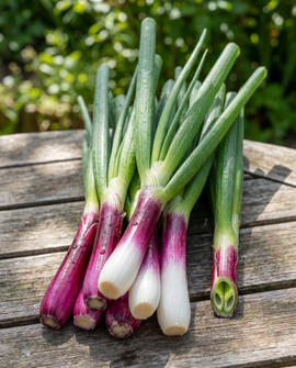 Nasiona cebuli dymki Red Ninja Allium fistulosum bylina