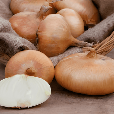 Zwiebel Rossa Lunga Di Firenze Italienisch Rot Samen (Allium cepa) – einjähriges Gemüse