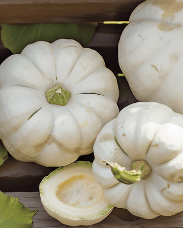 Semi di zucca Custard White (Cucurbita pepo) – ortaggio annuale