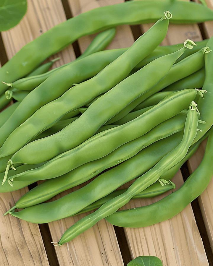 Graines de haricot nain Admires (Phaseolus vulgaris) – légume annuel