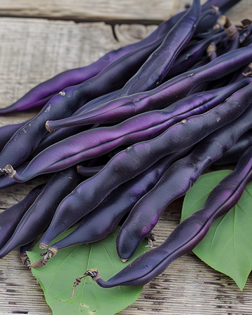 Salkopapu Blauhilde -siemenet (Phaseolus vulgaris) – yksivuotinen vihannes
