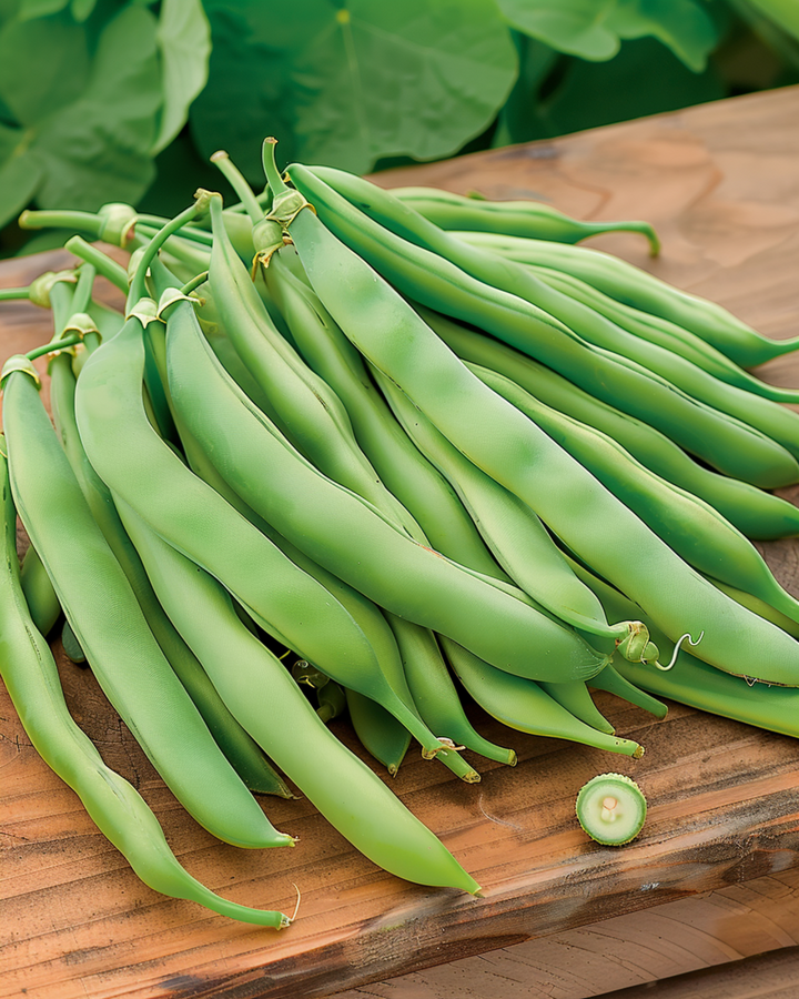 Żerriegħa tal-Fażola Franċiża Rampikanti Westlandse Dubbele (Phaseolus vulgaris) – varjetà annwali rampikanti