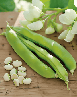 Hestebønnefrø Threefold White Vicia Faba etårig sort