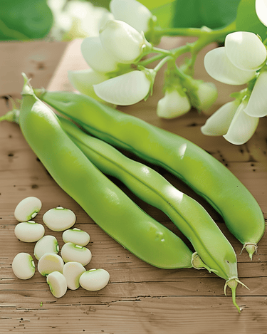 Żerriegħa tal-Ful Threefold White (Vicia faba) – ħxejjex annwali