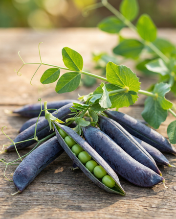 Erbse Ezethas Krombek Blue Podded (Pisum sativum) – einjährige Gemüsesamen von SeedsChoice