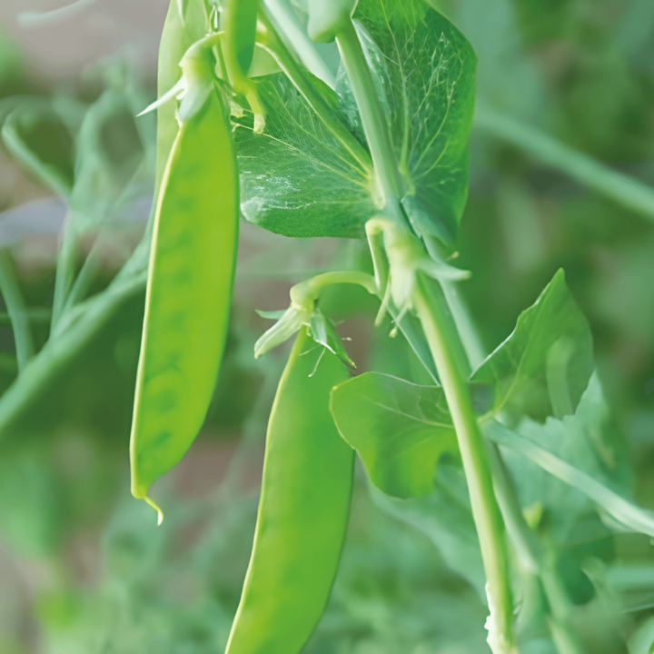 Żrieragħ tal-Piżelli tal-Zokkor De Grace (Pisum sativum) – ħxejjex annwali