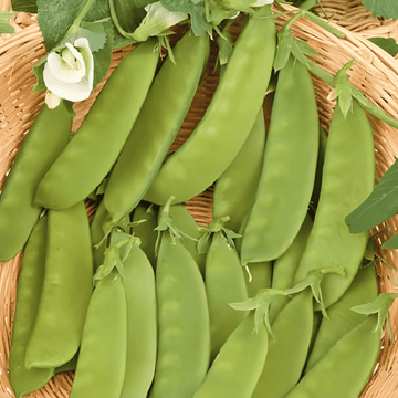 Piżelli ħelwin Heraut (Pisum sativum) – ħaxixa annwali