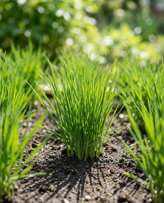 Cat Grass Barley (Hordeum vulgare) – annual grass seeds from SeedsChoice
