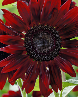 Solrosfrön Moulin Rouge Helianthus annuus ettårig blomma
