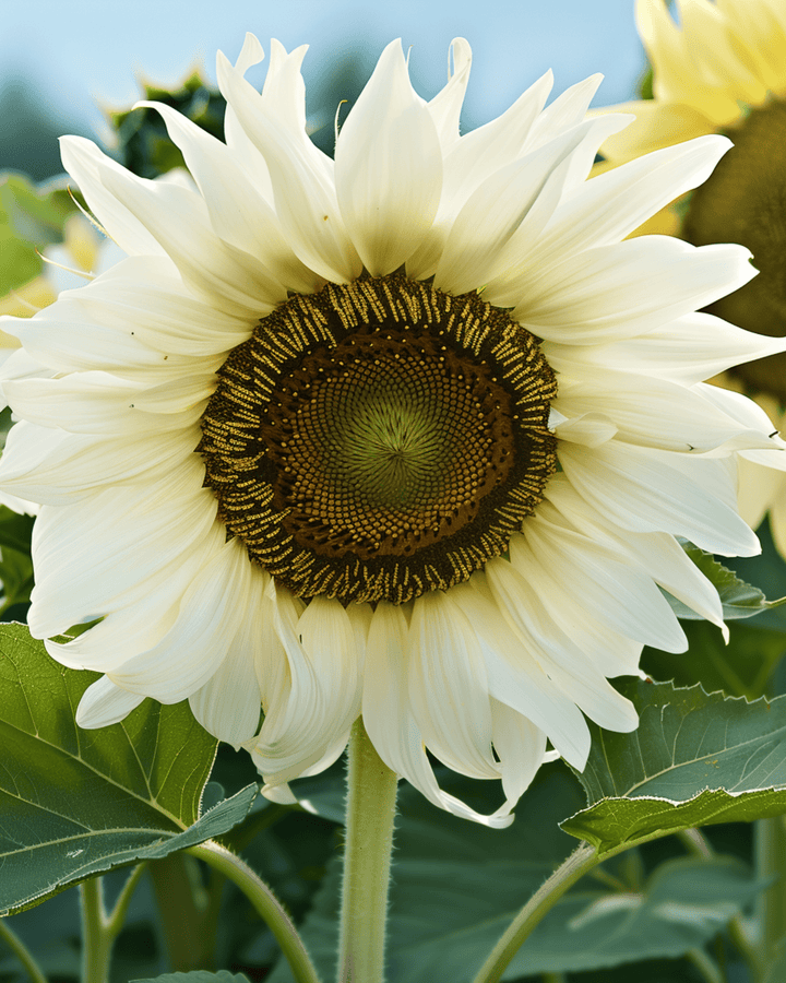 Solsikke White Moon F1 frø (Helianthus annuus) – etårig blomst