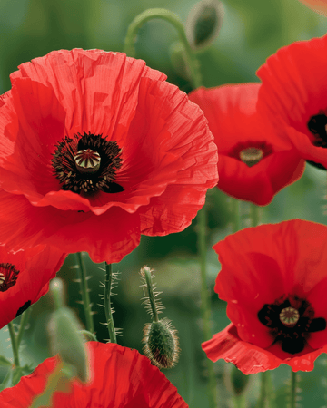 Punaisen unikon siemenet (Papaver rhoeas) – yksivuotinen kukka