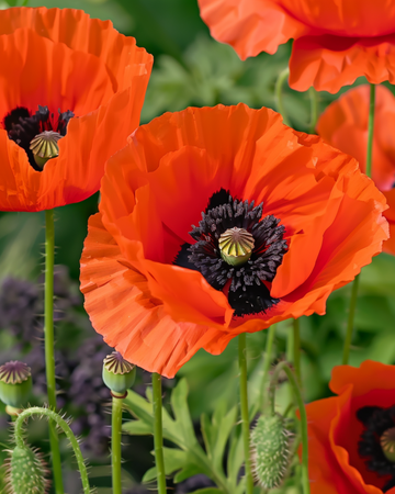 Oriental Poppy Mix seeds (Papaver orientale) – perennial flower