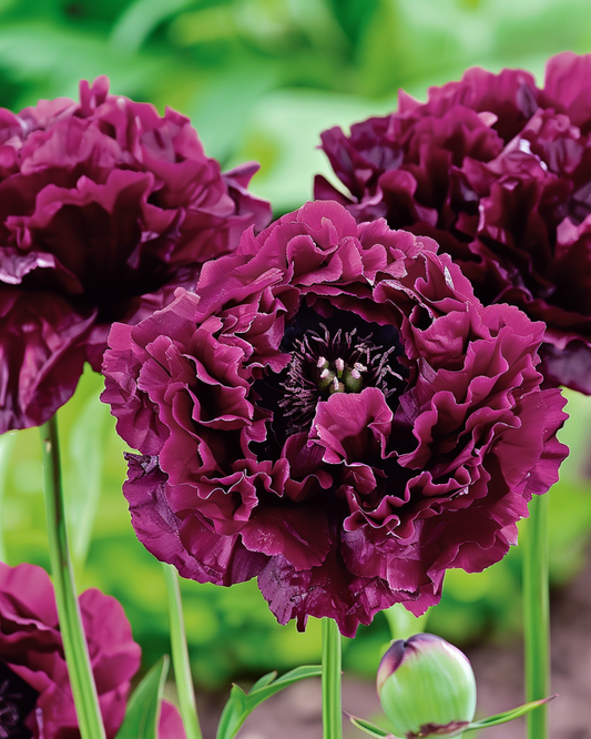 Valmue Black Paeony mørkelilla 80 cm – etårige blomsterfrø fra SeedsChoice