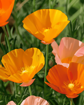 Valmuefrø Eschscholzia californica – etårig blanding med enkeltblomstrede sorter
