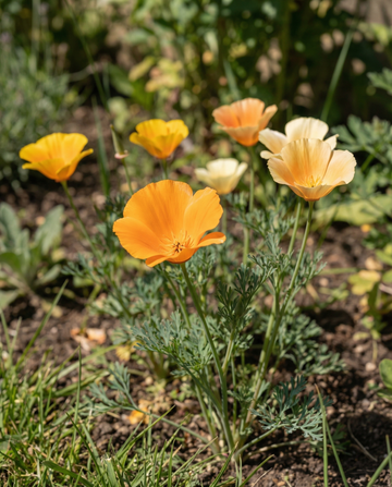 Mohn Mixed Single Flowered (Eschscholzia californica) – einjährige Blumensamen von SeedsChoice
