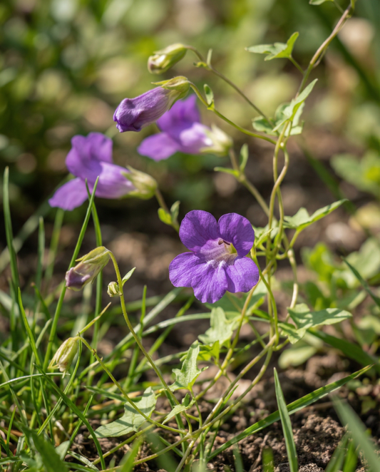 Fioletowy powojnik (Asarina scandens) – nasiona jednorocznej pnącej rośliny z SeedsChoice