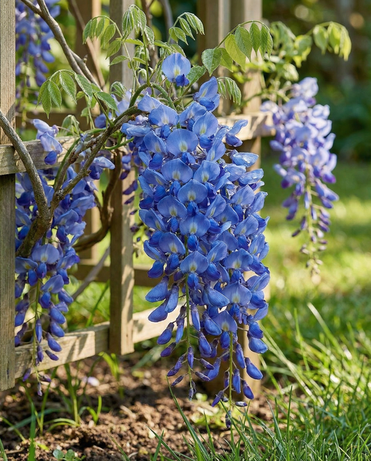 Climber Blue (Wisteria sinensis) – perennial climber seeds from SeedsChoice