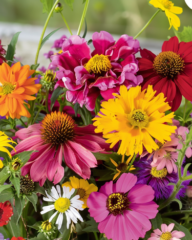 Sjeme ljetnog cvijeća Endless Summer Mix Colourful Bouquets – jednogodišnji cvijet