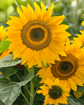 Nasiona słonecznika Sunlit Helianthus Annuus roczny Bouquet Mix 75 cm
