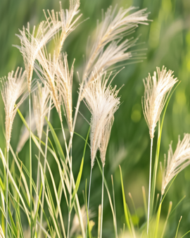 Sjeme meksičke peraste trave Stipa Tenuissima višegodišnja