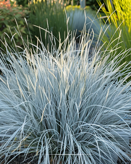 Semillas de festuca azul Festuca glauca, gramínea perenne, variedad Festina