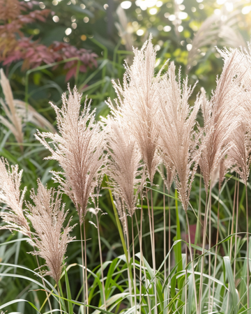 Żerriegħa tal-Ħaxix tal-Fidda Ċiniż Ornamentali (Miscanthus sinensis) – ħaxix perenni