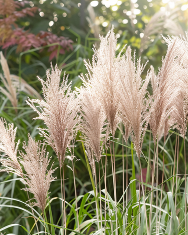 Kinesisk sølvgræs-frø (Miscanthus sinensis) – flerårig prydgræs