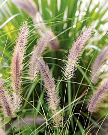 Lampepusegræsfrø (Pennisetum alopecuroides) – flerårig græs