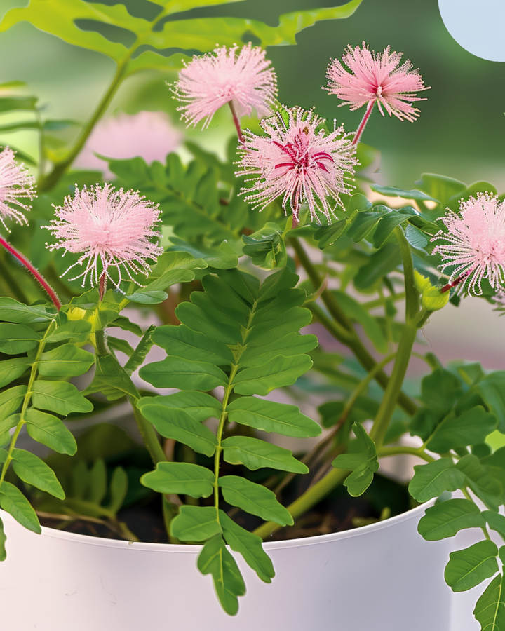 Sensitive Plant Indoor Samen (Mimosa pudica) – mehrjährige Zimmerpflanze