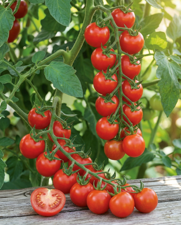 Cherrytomatfrø Gardener's Delight (Solanum lycopersicum) – enårig grøntsag fra SeedsChoice