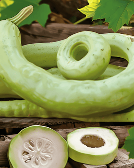 Cucuzzi Gourd siemenet Lagenaria Siceraria yksivuotinen Italian Snake