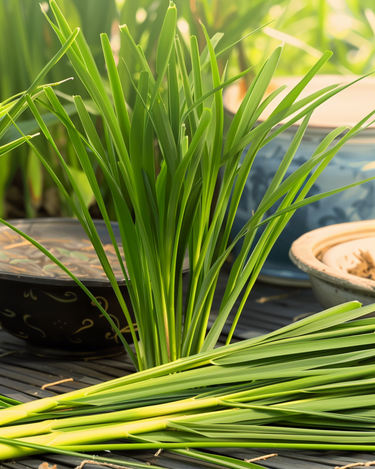 Graines de citronnelle Lemon Grass Malabar (Cymbopogon flexuosus) – herbe aromatique annuelle