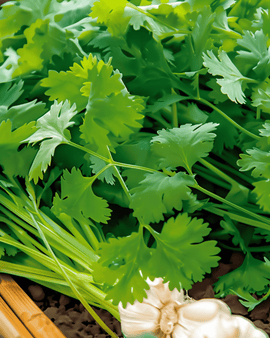 Coriander Seeds Coriandrum Sativum Annual Herb Cilantro