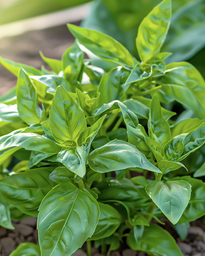 Kleinbladige basilicum zaden (Ocimum basilicum) – eenjarig kruid