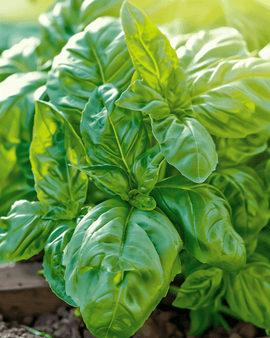 Napolitano Basil Seeds Ocimum Basilicum Annual Lettuce Leaved