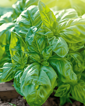 Graines de basilic Napolitano Lettuce Leaved (Ocimum basilicum) – légume annuel