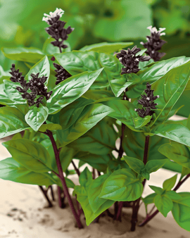 Thaise basilicum zaden Ocimum Basilicum eenjarig kruid