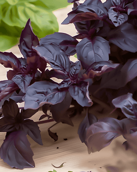 Semi di Purple Ruffles Basil Ocimum basilicum erba aromatica annuale