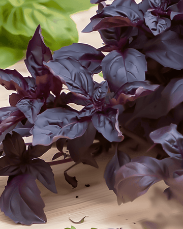 Graines de basilic Purple Ruffles (Ocimum basilicum) – herbe aromatique annuelle